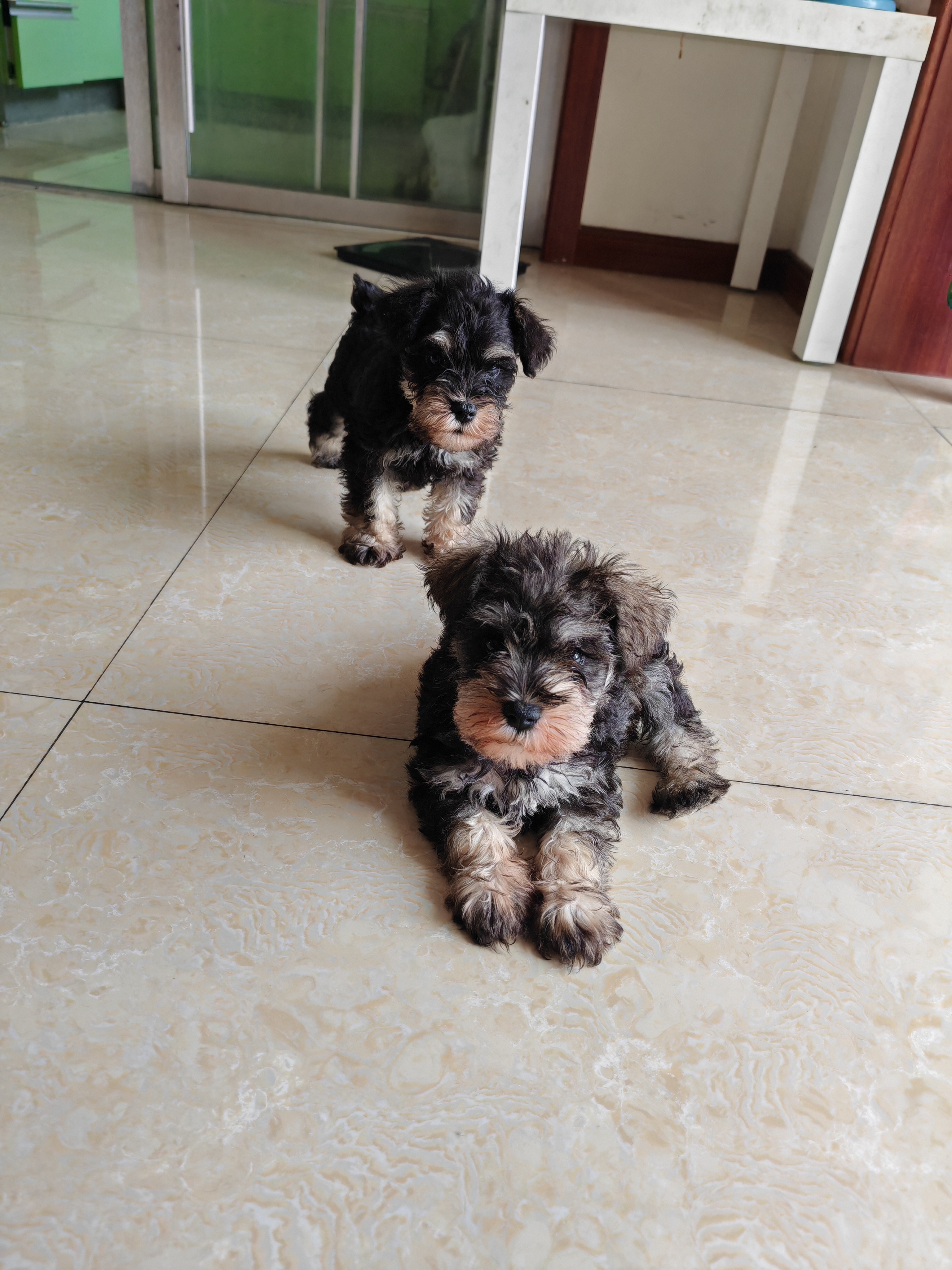 活力四射，雪纳瑞梗类犬出售中